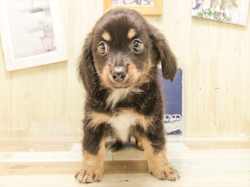 愛知県のチワックス(チワワ×ダックス) (ワンラブ名古屋守山インター総本店/2025年6月2日生まれ/男の子/ブラックタン)の子犬の3枚目の画像