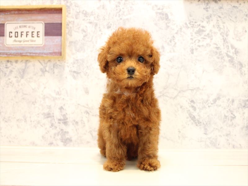 愛知県のトイプードル(トイ) (ワンラブ名古屋守山インター総本店/2025年6月1日生まれ/女の子/レッド)の子犬の2枚目の画像