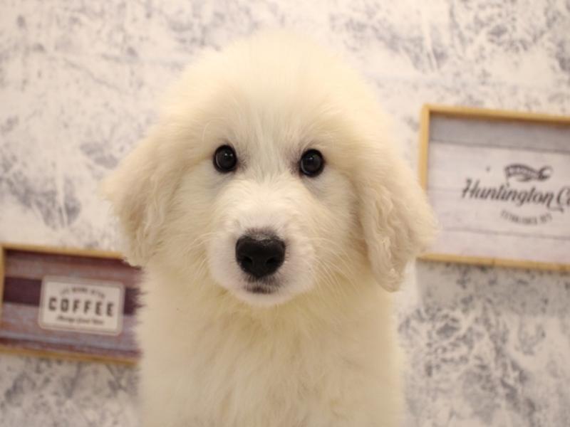 愛知県のグレートピレニーズ (ワンラブ名古屋守山インター総本店/2025年6月2日生まれ/男の子/ホワイト)の子犬の1枚目の画像