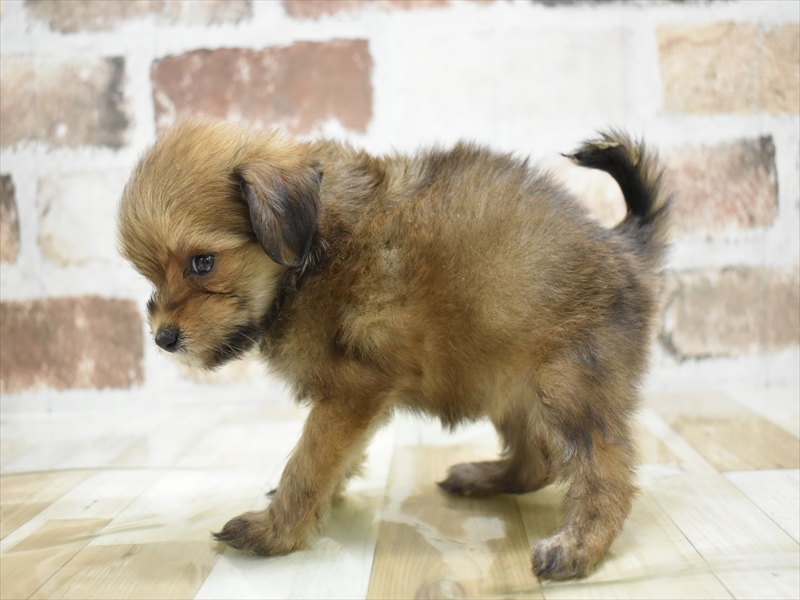 愛知県のポメプー(ポメラニアン×プードル) (ワンラブ名古屋守山インター総本店/2025年6月2日生まれ/女の子/オレンジ)の子犬の3枚目の画像