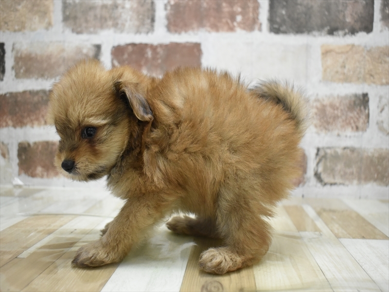 愛知県のポメプー(ポメラニアン×プードル) (ワンラブ名古屋守山インター総本店/2025年6月2日生まれ/男の子/オレンジ)の子犬の3枚目の画像