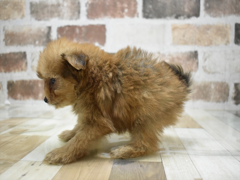 愛知県のポメプー(ポメラニアン×プードル) (ワンラブ名古屋守山インター総本店/2025年6月2日生まれ/男の子/オレンジ)の子犬の3枚目の画像