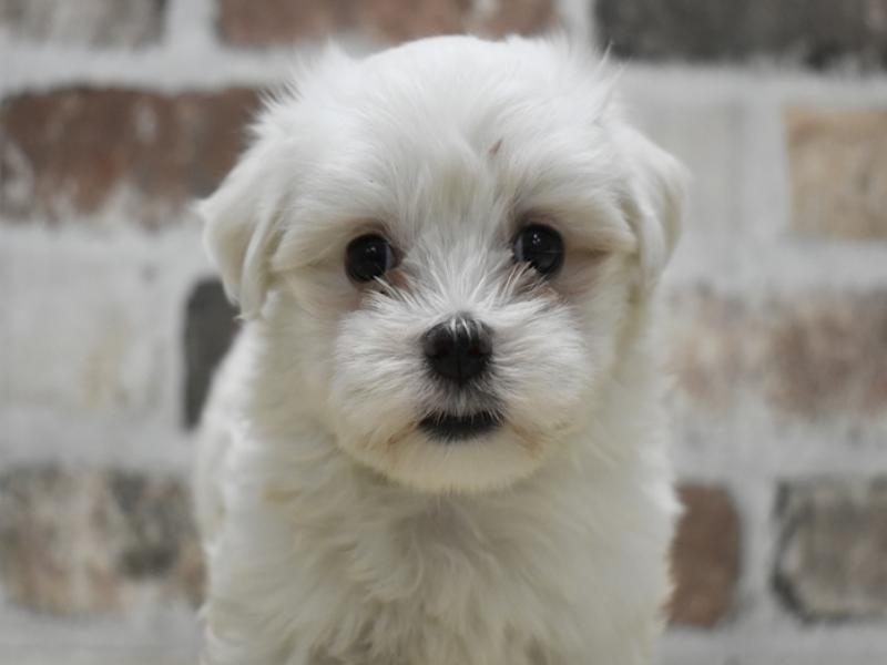 富山県のマルチーズ (ワンラブアピア富山店/2025年6月3日生まれ/男の子/ホワイト)の子犬