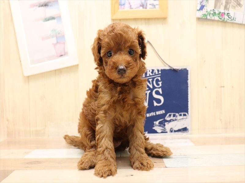 愛知県のトイプードル(トイ) (ワンラブ名古屋守山インター総本店/2025年6月2日生まれ/女の子/レッド)の子犬の2枚目の画像