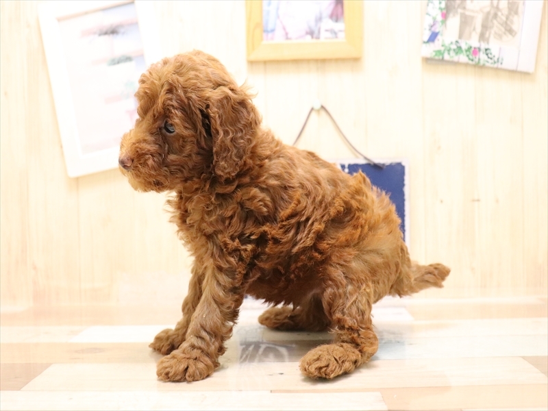 愛知県のトイプードル(トイ) (ワンラブ名古屋守山インター総本店/2025年6月2日生まれ/男の子/レッド)の子犬の3枚目の画像