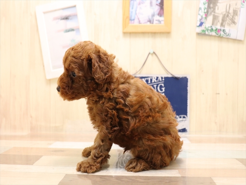 愛知県のトイプードル(トイ) (ワンラブ名古屋守山インター総本店/2025年6月2日生まれ/男の子/レッド)の子犬の3枚目の画像