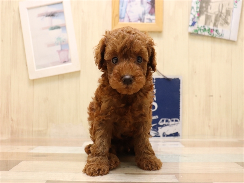 愛知県のトイプードル(トイ) (ワンラブ名古屋守山インター総本店/2025年6月2日生まれ/男の子/レッド)の子犬の2枚目の画像