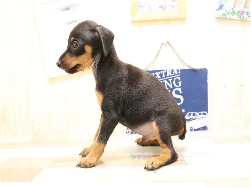 愛知県のミニチュアピンシャー (ワンラブ名古屋守山インター総本店/2025年6月1日生まれ/男の子/ブラックタン)の子犬の3枚目の画像