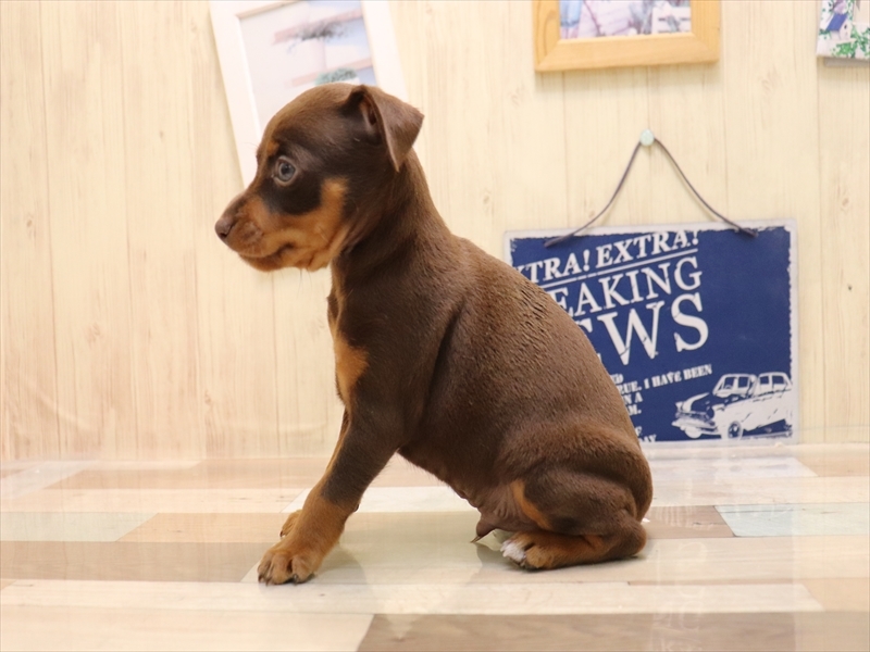愛知県のミニチュアピンシャー (ワンラブイオンモール常滑店/2025年6月3日生まれ/男の子/チョコレートタン)の子犬の3枚目の画像