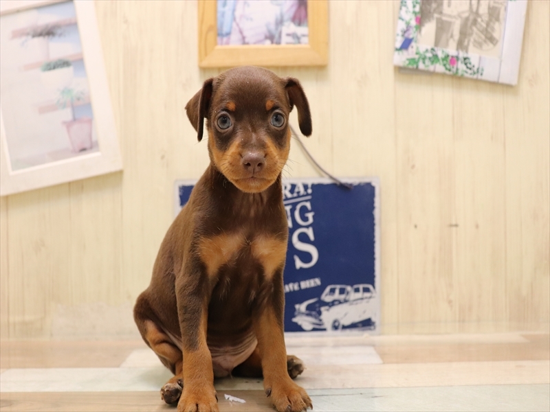 愛知県のミニチュアピンシャー (ワンラブイオンモール常滑店/2025年6月3日生まれ/男の子/チョコレートタン)の子犬の2枚目の画像