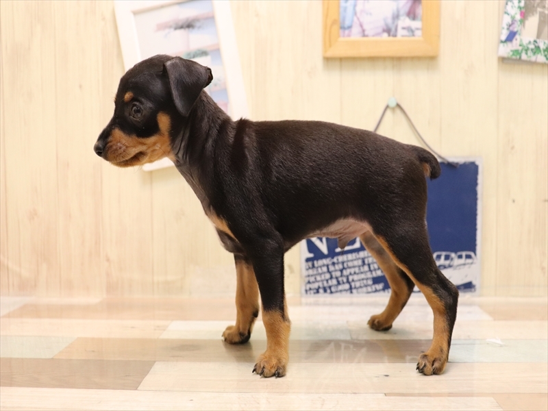 愛知県のミニチュアピンシャー (ワンラブ名古屋守山インター総本店/2025年6月3日生まれ/男の子/ブラックタン)の子犬の3枚目の画像
