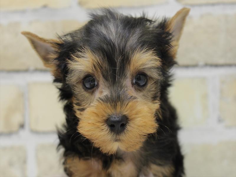 広島県のヨークシャーテリア (ワンラブTHE OUTLETS HIROSHIMA店/2025年6月2日生まれ/男の子/スチールブルータン)の子犬の1枚目の画像