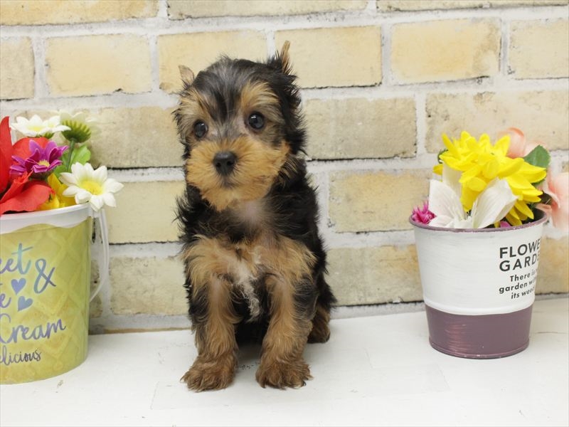 広島県のヨークシャーテリア (ワンラブTHE OUTLETS HIROSHIMA店/2025年6月2日生まれ/男の子/スチールブルータン)の子犬の3枚目の画像