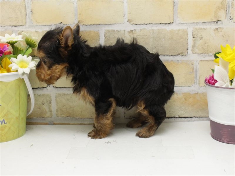 広島県のヨークシャーテリア (ワンラブTHE OUTLETS HIROSHIMA店/2025年6月2日生まれ/男の子/スチールブルータン)の子犬の2枚目の画像