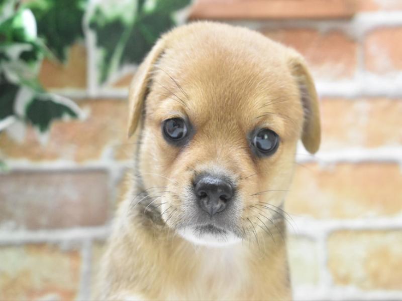 愛知県のハーフ犬・ミックス犬 (ワンラブ名古屋守山インター総本店/2025年6月3日生まれ/女の子/フォーン)の子犬の1枚目の画像