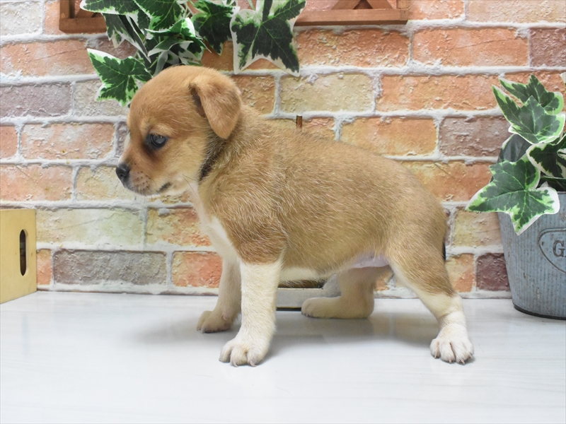 愛知県のハーフ犬・ミックス犬 (ワンラブ名古屋守山インター総本店/2025年6月3日生まれ/女の子/フォーン)の子犬の3枚目の画像