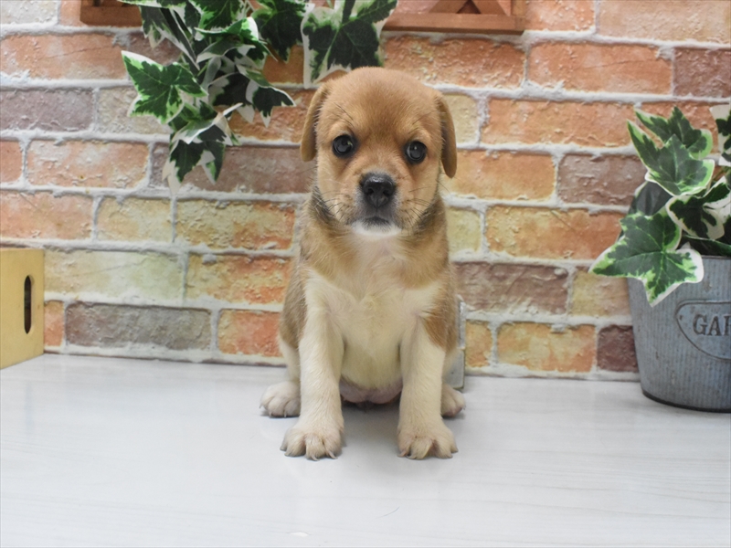 愛知県のハーフ犬・ミックス犬 (ワンラブ名古屋守山インター総本店/2025年6月3日生まれ/女の子/フォーン)の子犬の2枚目の画像