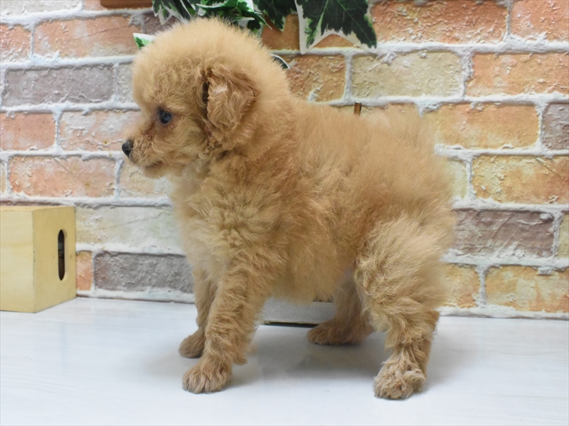 愛知県のポメプー(ポメラニアン×プードル) (ワンラブ名古屋守山インター総本店/2025年5月30日生まれ/女の子/アプリコット)の子犬の3枚目の画像