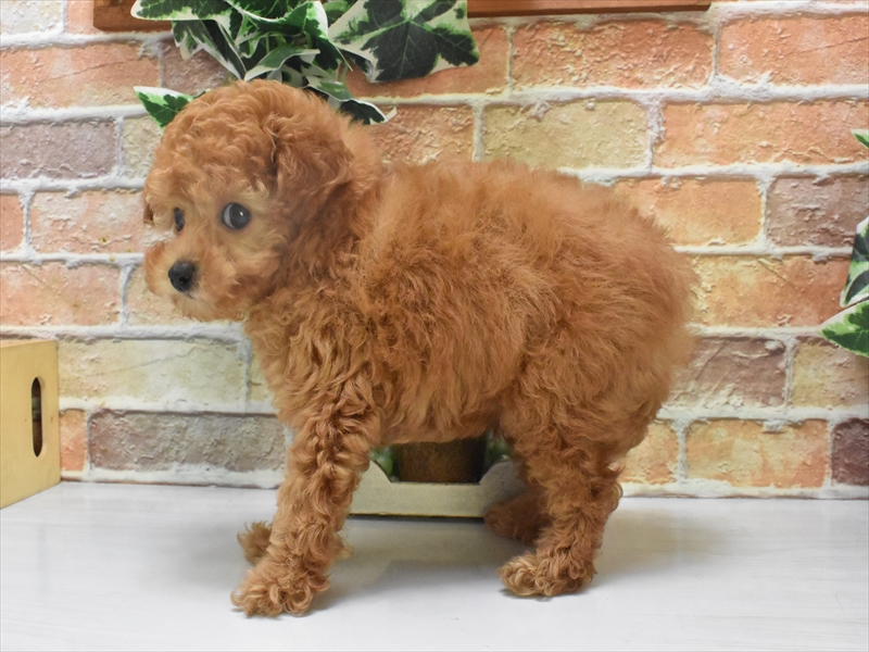 愛知県のティーカッププードル (ワンラブ名古屋守山インター総本店/2025年5月29日生まれ/男の子/レッド)の子犬の3枚目の画像