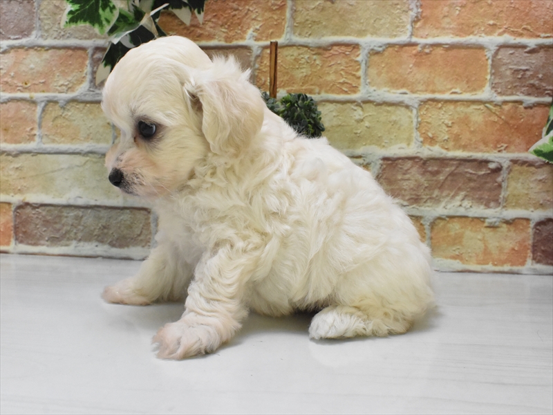 愛知県のハーフ犬・ミックス犬 (ワンラブ名古屋守山インター総本店/2025年5月28日生まれ/男の子/ホワイト)の子犬の3枚目の画像