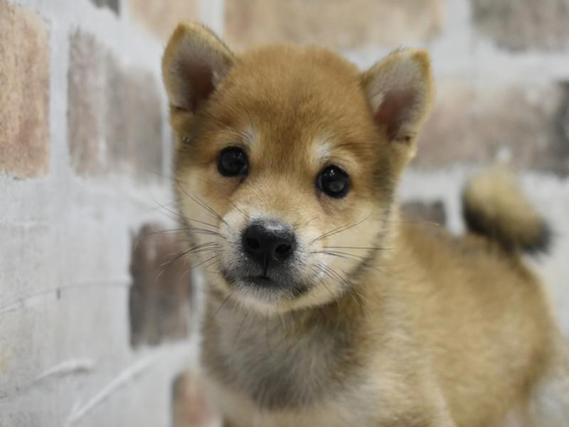 長野県の豆柴 (ワンラブアリオ上田店/2025年6月4日生まれ/男の子/赤)の子犬の1枚目の画像