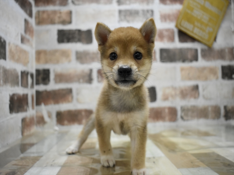 長野県の豆柴 (ワンラブアリオ上田店/2025年6月4日生まれ/男の子/赤)の子犬の2枚目の画像