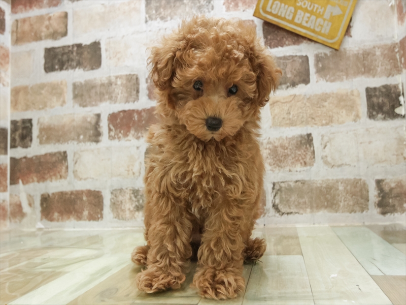 山形県のトイプードル(トイ) (ワンラブイオンモール三川店/2025年6月6日生まれ/男の子/レッド)の子犬の3枚目の画像