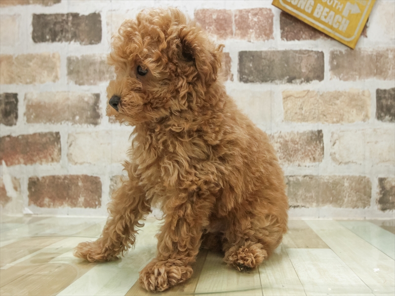 山形県のトイプードル(トイ) (ワンラブイオンモール三川店/2025年6月6日生まれ/男の子/レッド)の子犬の2枚目の画像