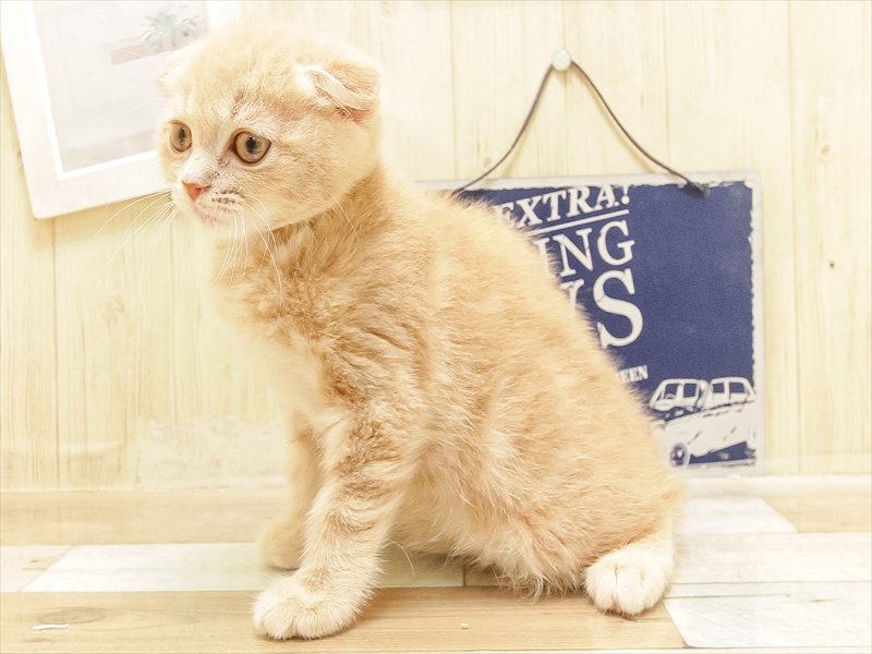 香川県のスコティッシュフォールド (ワンラブイオンタウン宇多津店/2025年6月8日生まれ/女の子/クリームタビー)の子猫の2枚目の画像