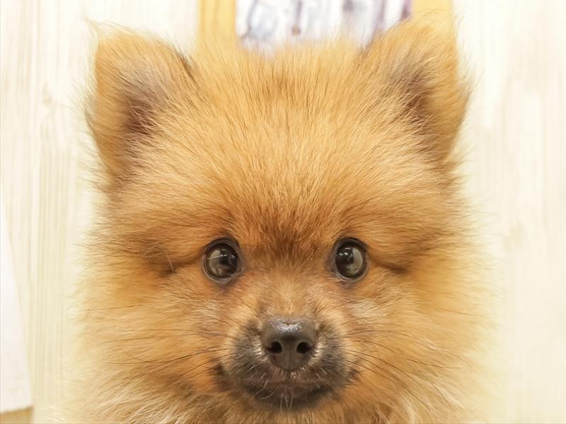 福井県のポメラニアン (ワンラブフレンドタウン福井店/2025年6月7日生まれ/女の子/オレンジ)の子犬の1枚目の画像