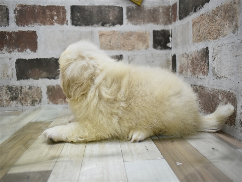 静岡県のペキニーズ (ワンラブららぽーと沼津店/2025年6月5日生まれ/男の子/クリーム)の子犬の3枚目の画像