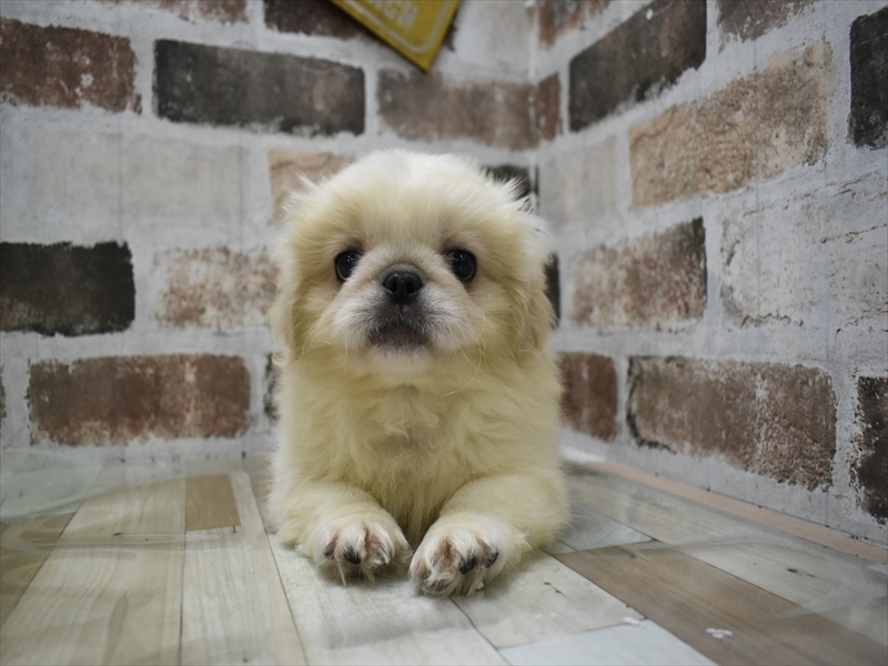 静岡県のペキニーズ (ワンラブららぽーと沼津店/2025年6月5日生まれ/男の子/クリーム)の子犬の2枚目の画像