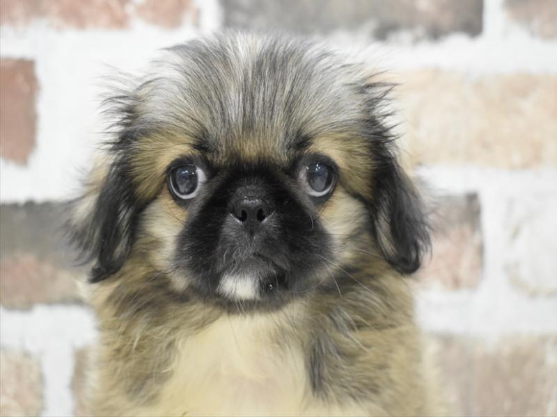 愛知県のペキニーズ (ワンラブららぽーと安城店/2025年6月5日生まれ/女の子/フォーン)の子犬