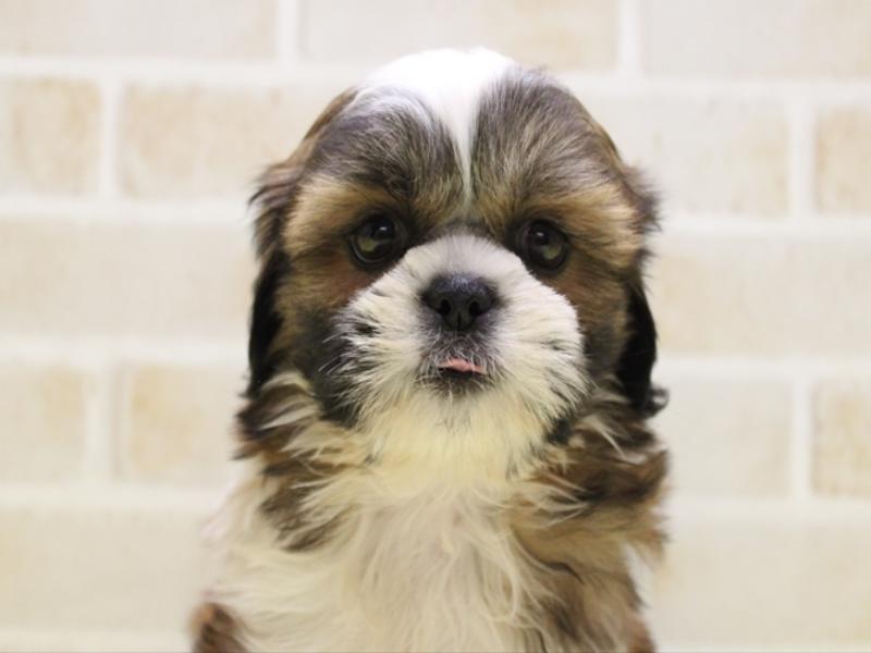 埼玉県のシーズー (ワンラブカインズ朝霞店/2025年6月9日生まれ/男の子/ゴールドホワイト)の子犬