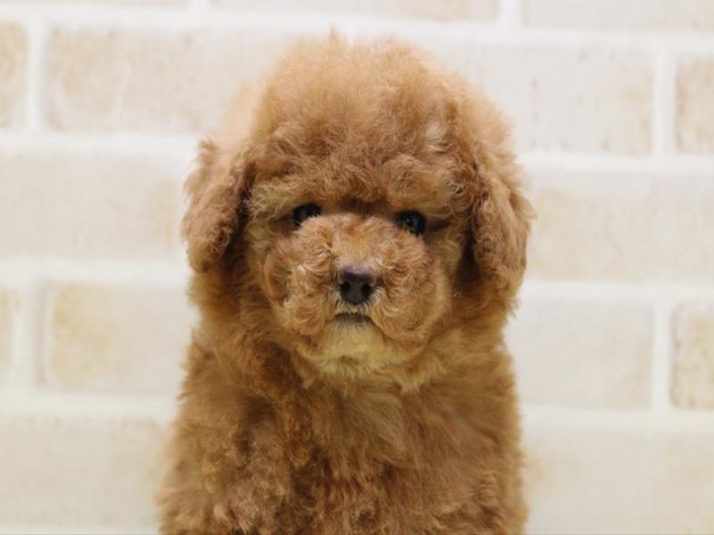 神奈川県のトイプードル(トイ) (ワンラブフレスポ小田原シティーモール店/2025年6月7日生まれ/男の子/レッド)の子犬