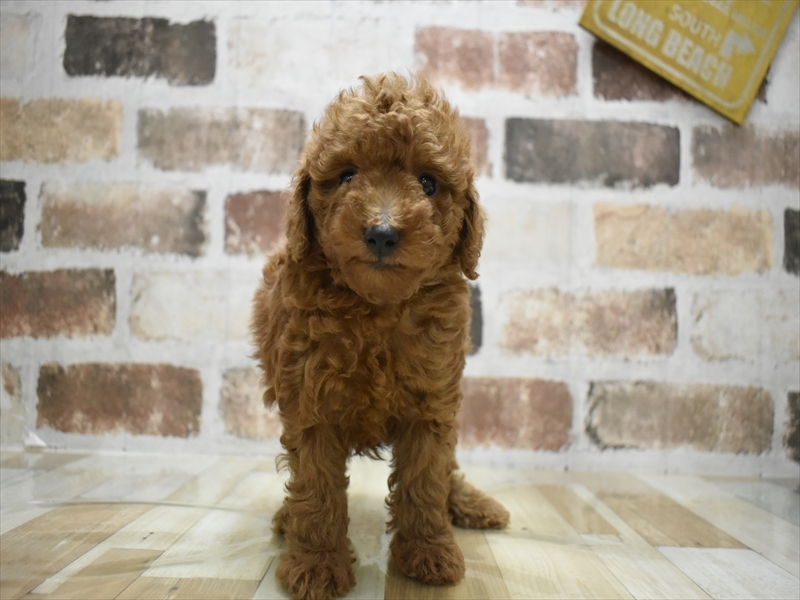 岡山県のトイプードル(トイ) (ワンラブアリオ倉敷店/2025年6月9日生まれ/女の子/レッド)の子犬の2枚目の画像