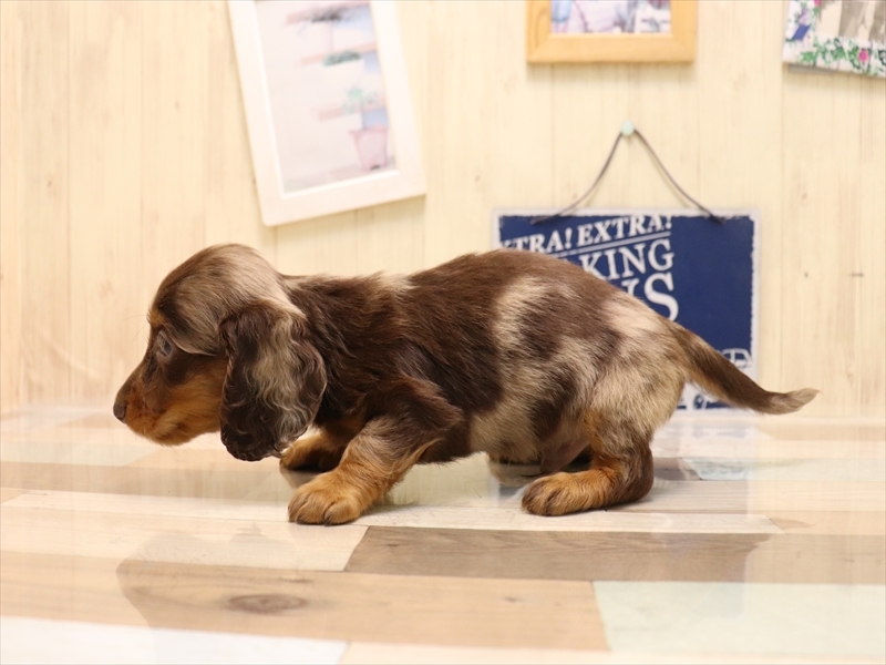 佐賀県のミニチュアダックスフンド(ロング) (ワンラブゆめタウン佐賀店/2025年6月8日生まれ/男の子/チョコレートダップル)の子犬の3枚目の画像