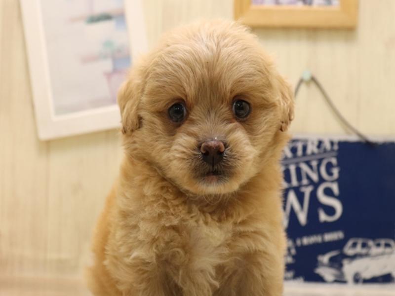 山梨県のペキプー(ペキニーズ×プードル) (ワンラブイオンタウン山梨中央店/2025年6月9日生まれ/女の子/クリーム)の子犬の1枚目の画像