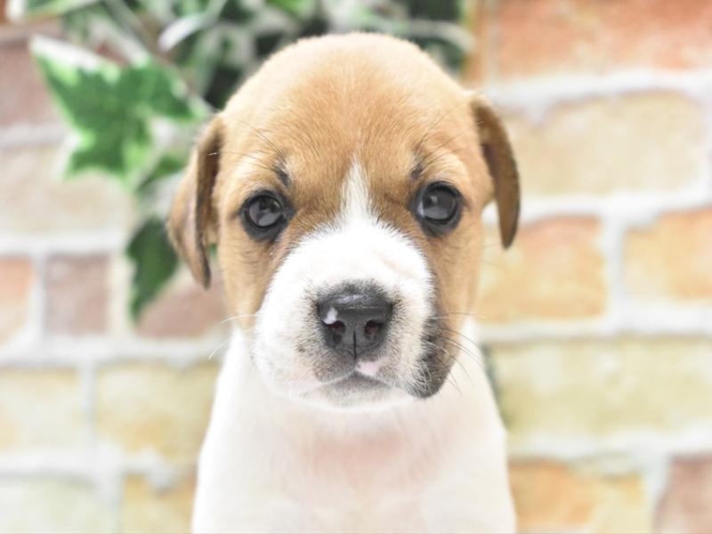 福岡県のハーフ犬・ミックス犬 (ワンラブ福岡総本店/2025年6月1日生まれ/女の子/パイド)の子犬の1枚目の画像