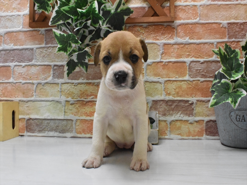 福岡県のハーフ犬・ミックス犬 (ワンラブ福岡総本店/2025年6月1日生まれ/女の子/パイド)の子犬の2枚目の画像