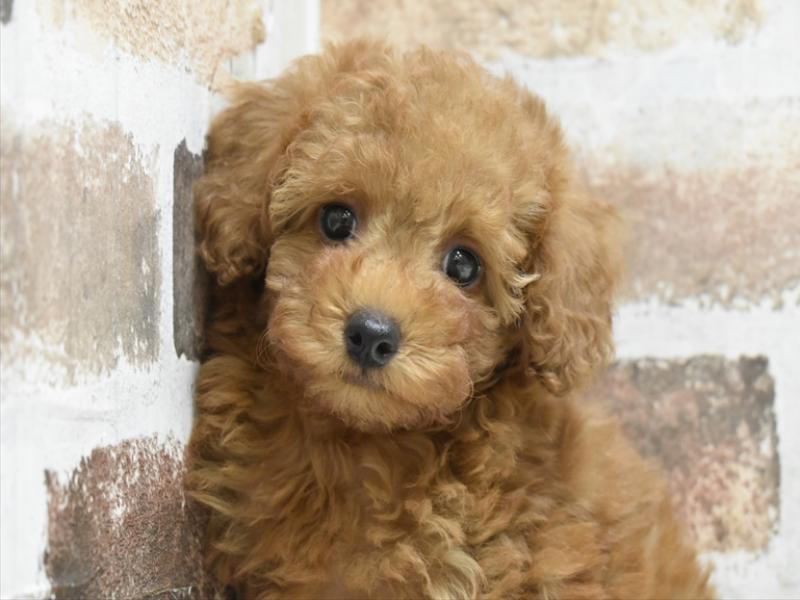 長野県のトイプードル(トイ) (ワンラブアリオ上田店/2025年6月11日生まれ/女の子/レッド)の子犬