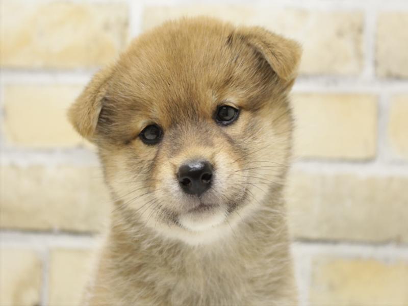 福岡県の柴犬(標準サイズ) (ワンラブ福岡総本店/2025年6月12日生まれ/女の子/赤)の子犬の1枚目の画像