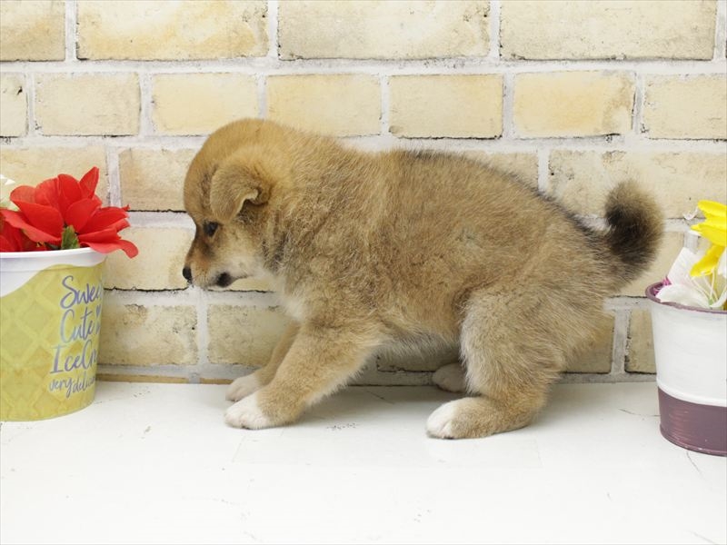 福岡県の柴犬(標準サイズ) (ワンラブ福岡総本店/2025年6月12日生まれ/女の子/赤)の子犬の2枚目の画像