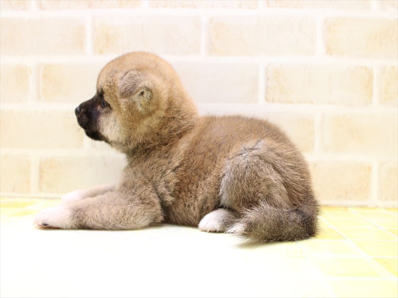 埼玉県の豆柴 (ワンラブ関東本店/2025年6月13日生まれ/男の子/赤)の子犬の3枚目の画像