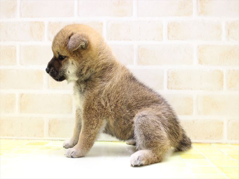 埼玉県の柴犬(標準サイズ) (ワンラブ関東本店/2025年6月14日生まれ/女の子/赤)の子犬の3枚目の画像