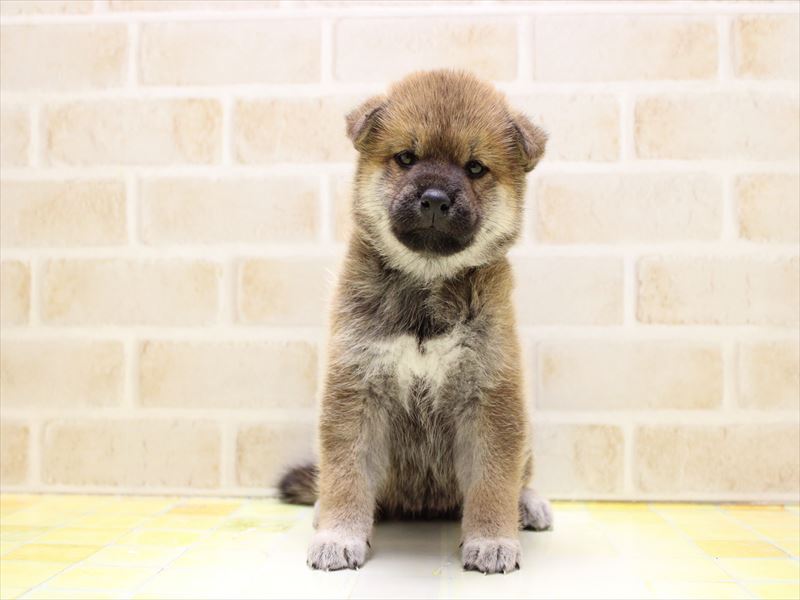 埼玉県の柴犬(標準サイズ) (ワンラブ関東本店/2025年6月14日生まれ/女の子/赤)の子犬の2枚目の画像