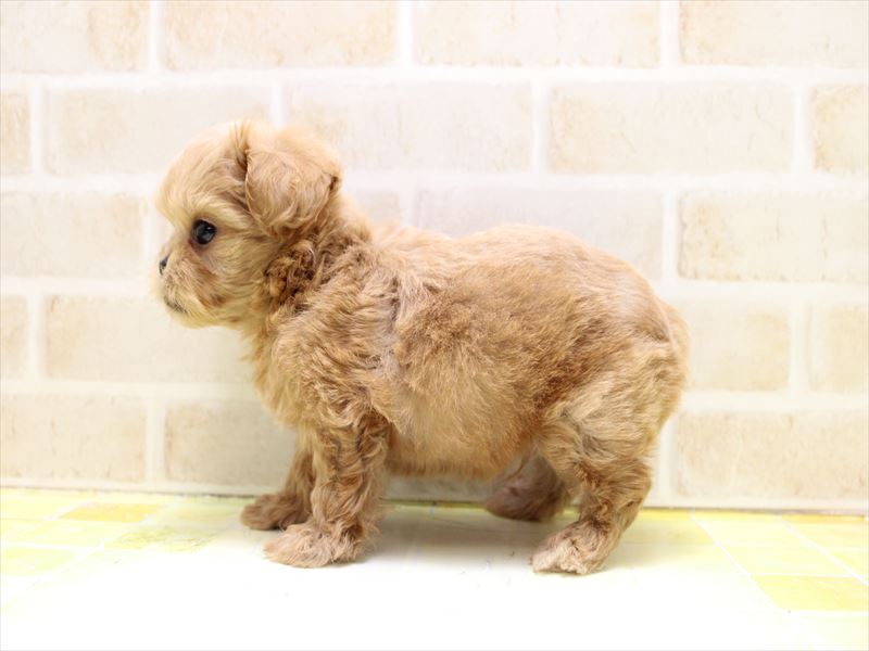 神奈川県のペキプー(ペキニーズ×プードル) (ワンラブららぽーと海老名店/2025年6月15日生まれ/男の子/アプリコット)の子犬の3枚目の画像