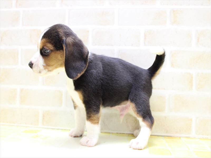 神奈川県のビーグル (ワンラブカインズ三浦店/2025年6月13日生まれ/男の子/ハウンドカラー)の子犬の3枚目の画像