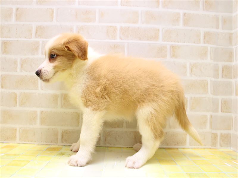 東京都のボーダーコリー (ワンラブイーアス高尾店/2025年6月14日生まれ/男の子/レッドホワイト)の子犬の3枚目の画像