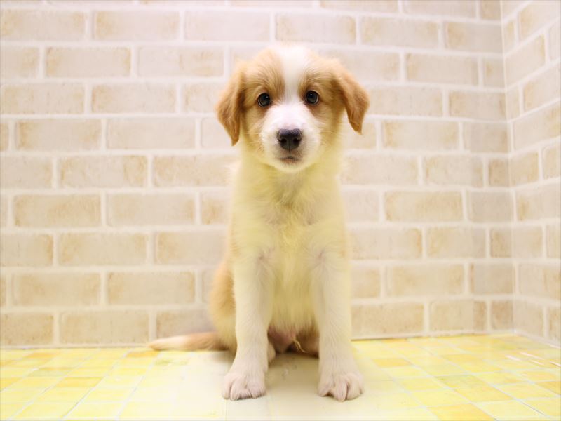 東京都のボーダーコリー (ワンラブイーアス高尾店/2025年6月14日生まれ/男の子/レッドホワイト)の子犬の2枚目の画像